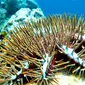 Hama itu biasanya hidup selaras dengan terumbu karang, kecuali ketika berkembang biak terlalu cepat. 