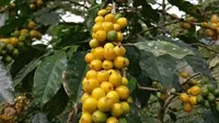 Kopi biji kuning menjadi salah satu komoditas kopi andalan Garut. (dok. Instagram @andrianto0110/https://www.instagram.com/p/BXDIMO-Be3o/Dinny Mutiah)