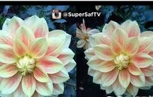[Video] Ini hasil foto iPhone 6s Plus dan Xperia Z5, siapa terbaik?