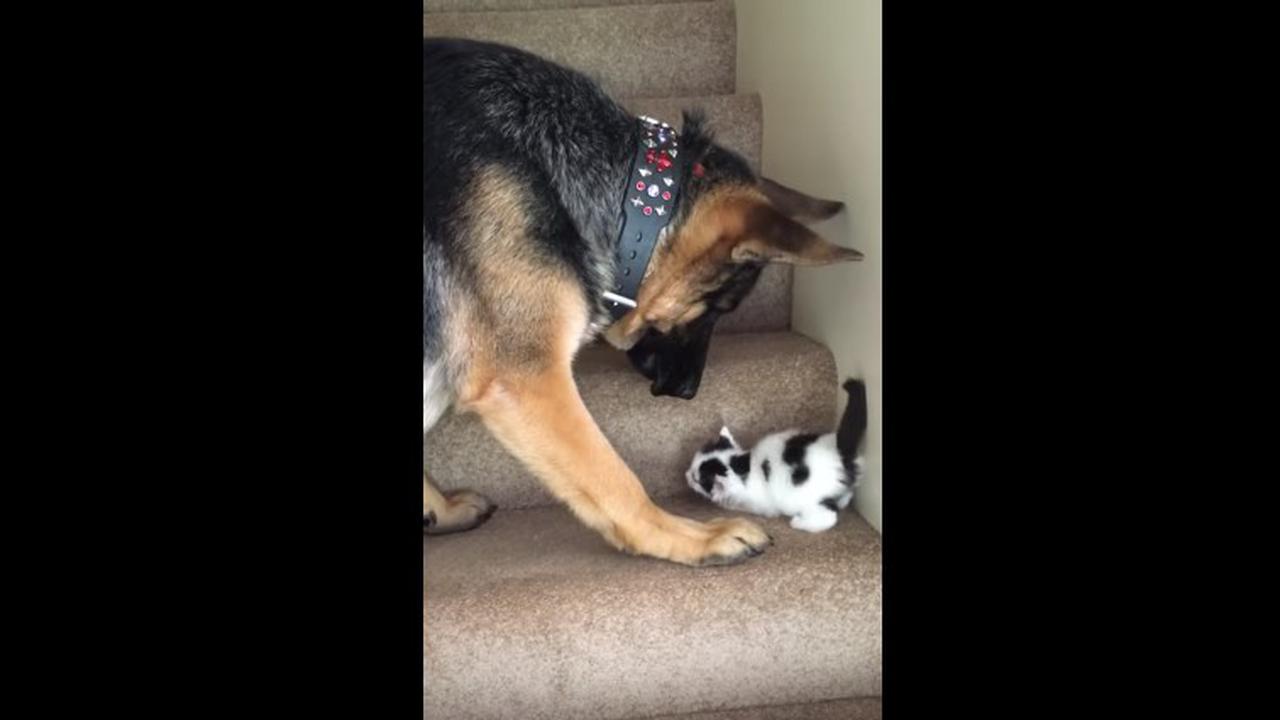 anjing lucu, kucing lucu