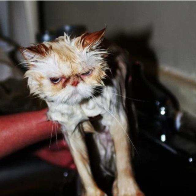 Mengapa Kucing Benci Air Ini Jawabannya Citizen6 Liputan6 Com