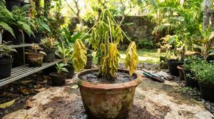 9 Penyebab Tanaman Buah dalam Pot Tiba-Tiba Layu, Kenali Tanda dan Cara Mengatasinya