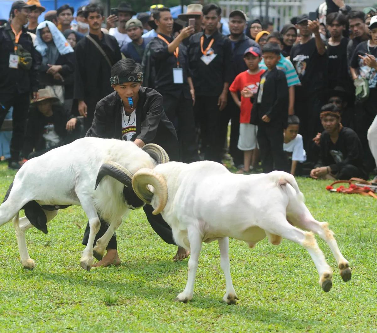 Tak hanya orang dewasa, anak kecil pun juga tampak asyik menyaksikan adu domba dari luar pagar yang mengelilingi arena.<br>