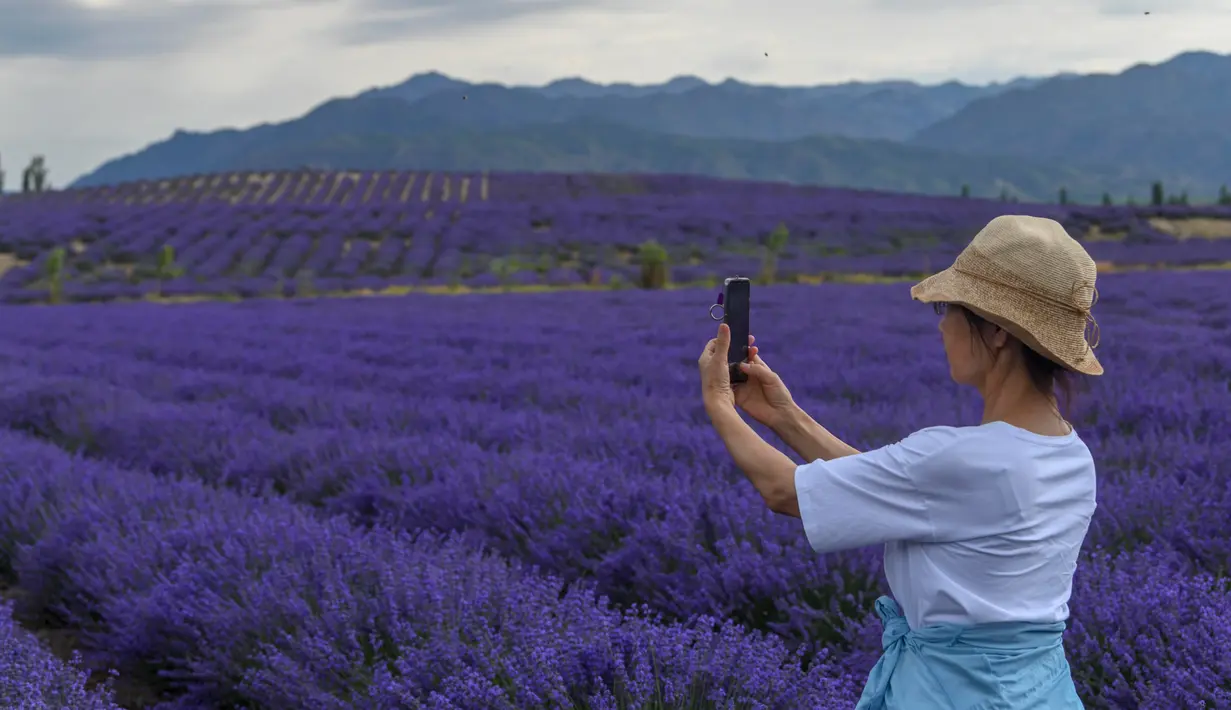 Seorang pengunjung memotret ladang lavender di Sigong, sebuah desa di Lucaogou, Wilayah Huocheng, Daerah Otonom Uighur Xinjiang, China barat laut (16/6/2020). Industri lavender di Wilayah Huocheng memiliki nilai output tahunan sekitar 1,5 miliar yuan (1 yuan = Rp2.001). (Xinhua/Zhao Ge)