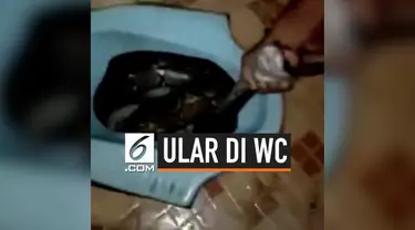 Ditemukan seekor ular besar di dalam WC rumah seorang warga di Jambi. Ini menggemparkan penduduk setempat. Pemilik rumah pun bergegas meminta bantuan tetangga sekitar.