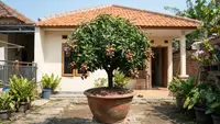 7 Cara Membuat Pohon Kelengkeng Tetap Pendek Tetapi Cepat Berbuah
