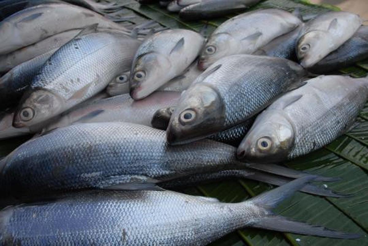 Jelang Imlek, harga Ikan Bandeng mengalami kenaikan