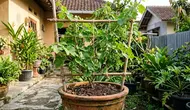 5 Trik Merawat Anggur dalam Pot agar Bunga Tak Rontok dan Berbuah Lebat