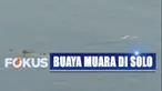 Sebagian warga desa menganggap kemunculan buaya yang dikenal ganas itu tidak berbahaya.