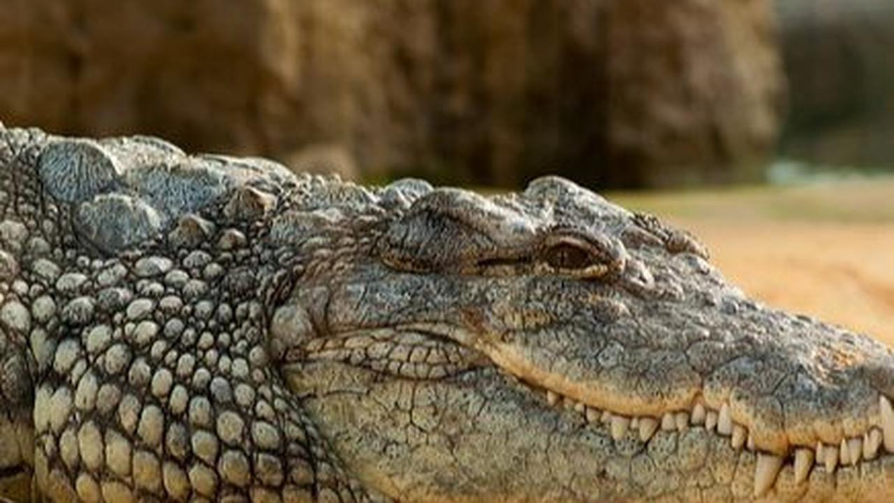 Ia memakan pizza itu di tepi sungai bersama dengan seekor buaya. Terdapat tiga foto yang ia posting dalam akunnya.
