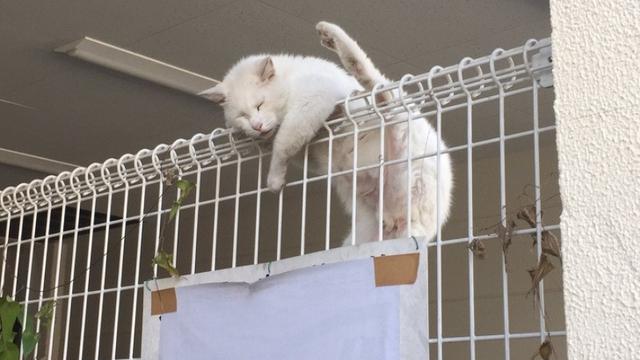 8 Tingkah Nyeleneh Kucing yang Bikin Geleng-Geleng Kepala