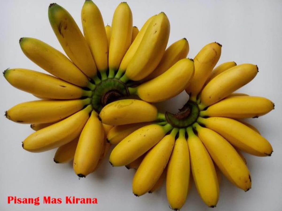 Pisang Mas Kirana Lumajang