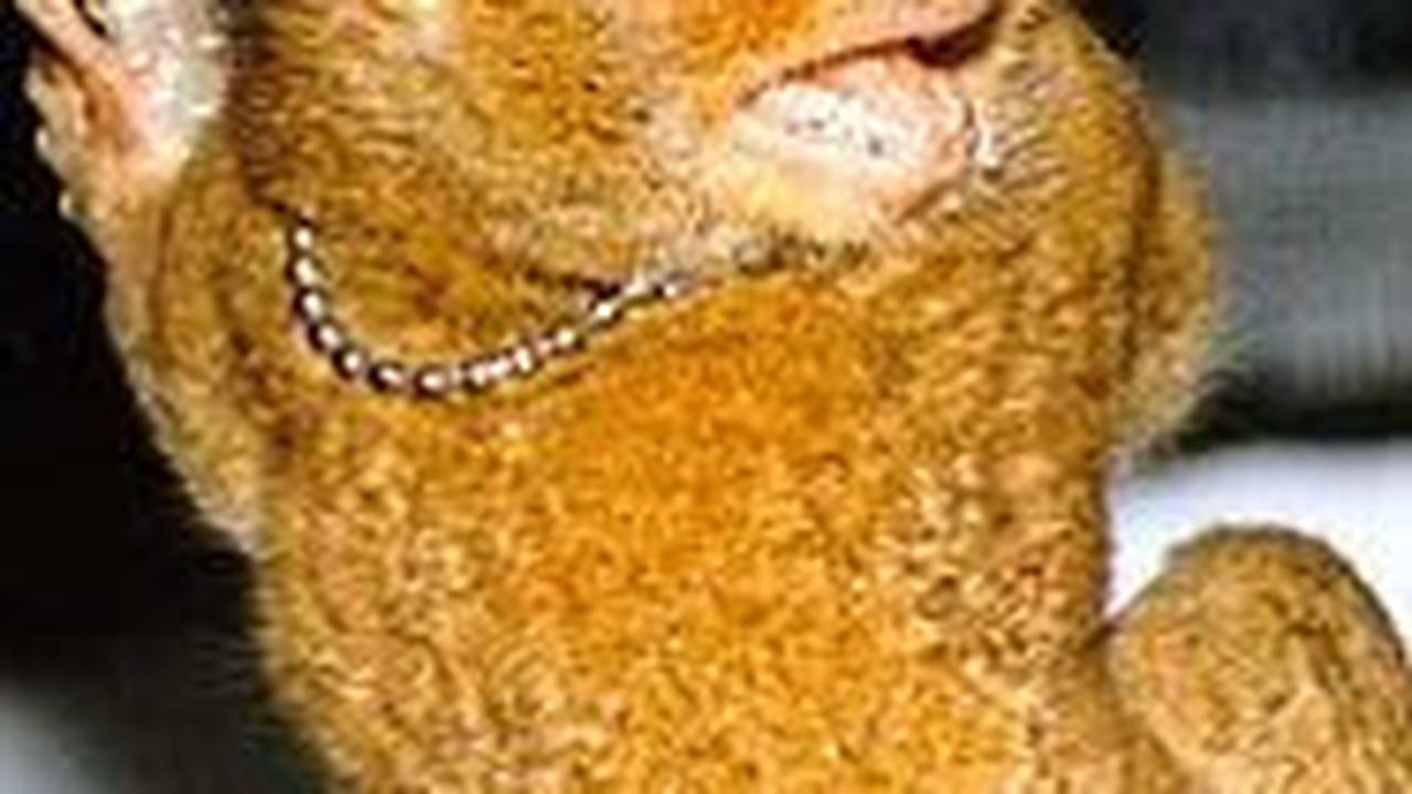 Mengenal Mentilin, Si Mata Bulat dari Bangka Belitung yang Terancam Punah