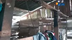 Tinggal sendiri di sebuah gubuk reyot dan kekurangan, Delima jalani hidup sehari-hari.