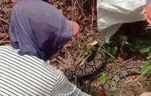 Keren, Kompak dan Berani Emak-emak Menangkap Ular Besar di Kebun 'Makan Besar Guys Malam Ini Kami