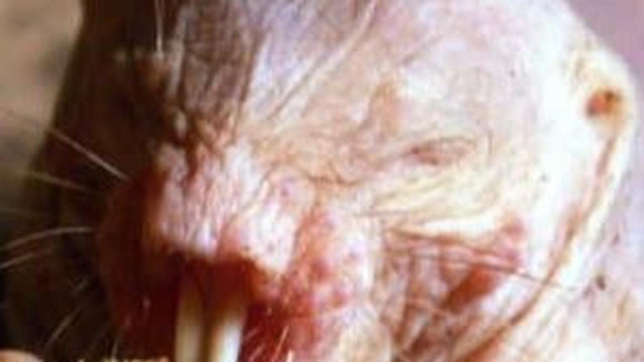 8. Tikus Tanah Telanjang atau Tidak Berbulu<br>