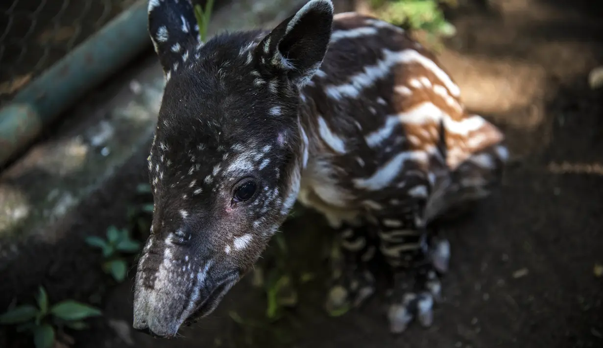 Tapir berumur satu tahun yang bernama"Milagro" terlihat di kandangnya di Kebun Binatang Nasional di Masaya, Nikaragua, pada 10 Desember 2020. Tapir adalah salah satu mamalia yang terancam punah di Nikaragua akibat degrasi habitatnya. (Inti OCON / AFP)
