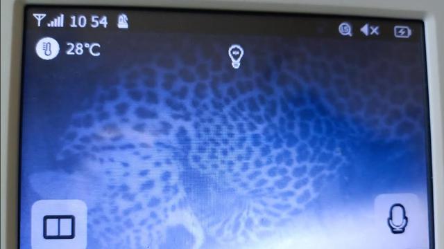 Macan Tutul Masuk Hotel Dibawa ke Pusat Penyelamatan Satwa Sukabumi