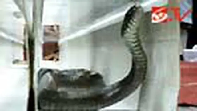 Asyiknya Menonton Reptil Berlomba