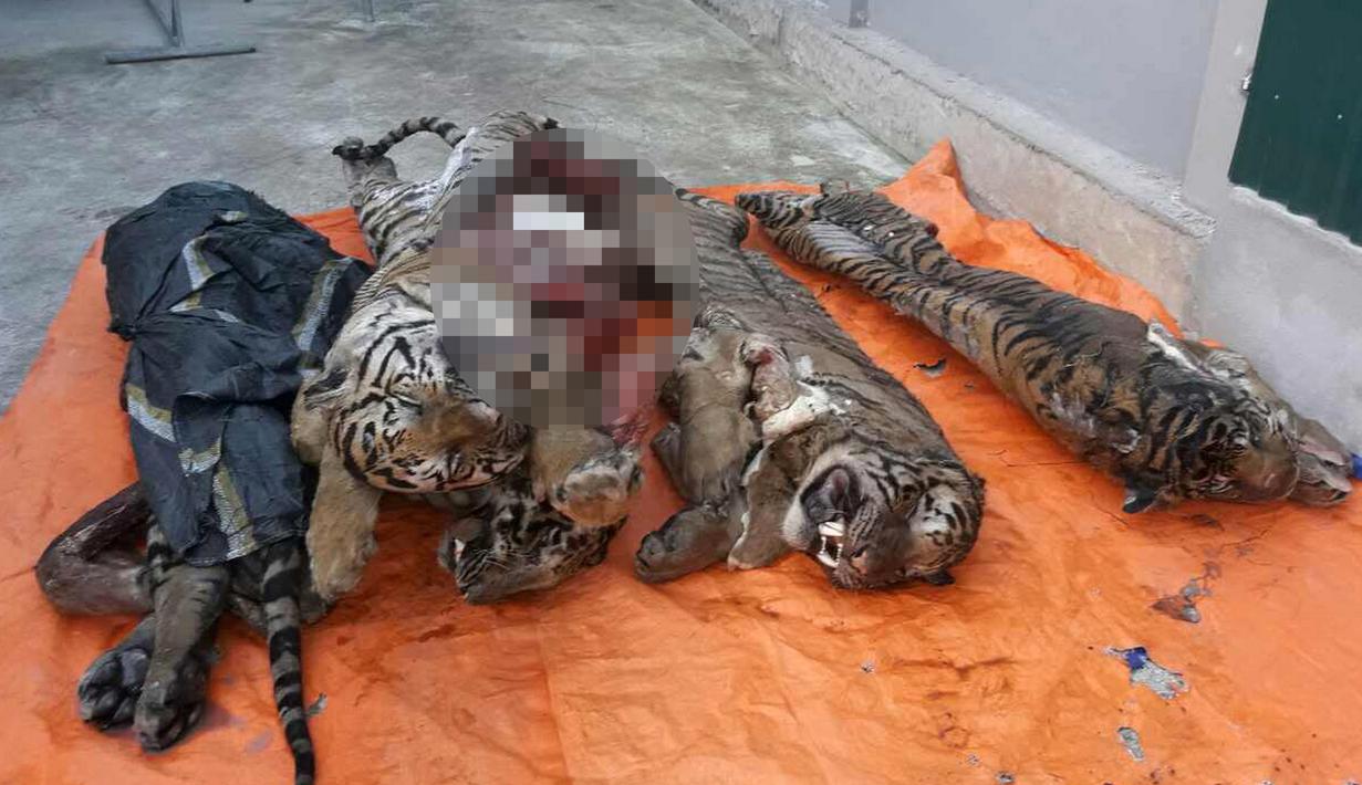 Sejumlah bangkai seekor harimau yang tersimpan di dalam freezer atau mesin pembeku di sebuah rumah di Provinsi Nghe An, Vietnam, (20/3). Harimau-harimau tersebut ditemukan tanpa organ dalam. (AFP/STR)