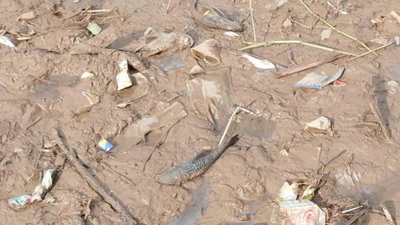 Kesaksian Warga Mencoba Ikan Sungai Cisadane Tercemar Pestisida, Mengaku Pusing dan Kliyengan
