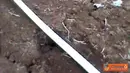 Citizen6, Purworejo: Persawahan hanya bisa di tanami palawija yang tidak banyak membutuhkan air. (Pengirim: Srikandi)
