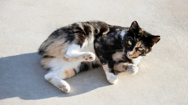 10 Jenis Kucing yang Mirip Anjing, Perhatikan Bentuk Fisiknya
