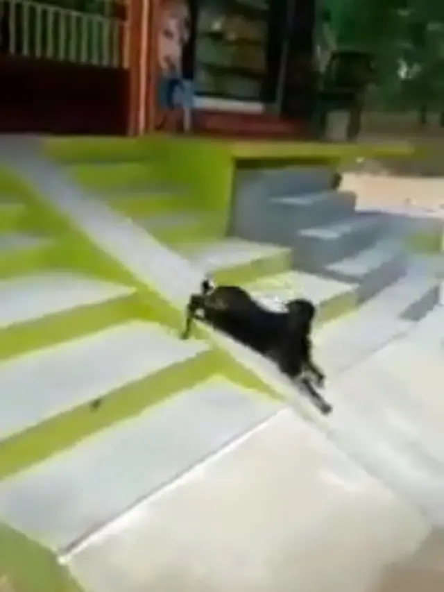 viral video kambing main perosotan