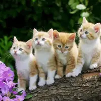 Bukan cuma manuia, ternyata kucing juga bisa seanggun ini, loh!