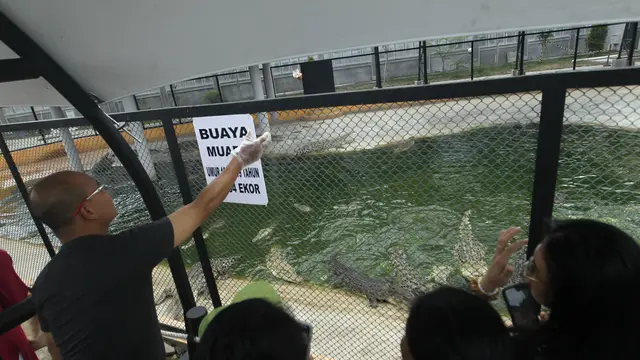 Penangkaran Buaya Asam Kumbang Medan