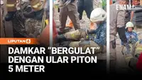 Piton 5 Meter Gegerkan Kenjeran, Damkar Turun Tangan