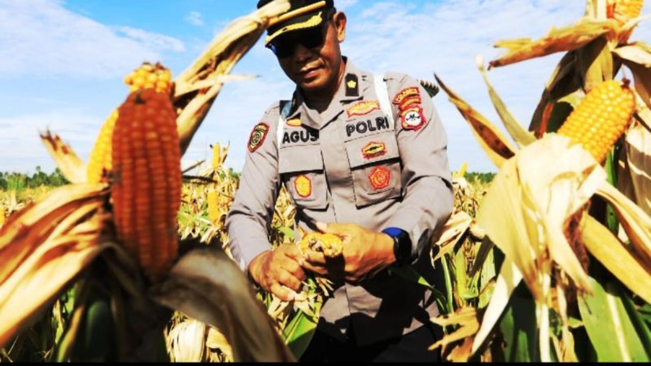 Polresta Banjarmasin Panen Jagung Lima Ton dari Lahan Tidur Rawa, Dukung Ketahanan Pangan