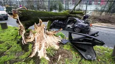 Sebuah mobil yang tertimpa pohon besar di Paris, Kamis (27/2/2020).  Angin kencang menumbangkan pohon besar hingga menimpa sebuah mobil di dekat Menara Eiffel dan menewaskan pengemudi di tempat. (Benoit Moser/BSPP via AP)