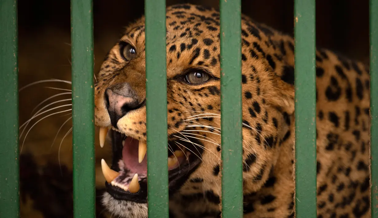 Seekor macan tutul mendesis dari kandang tempat penampungan hewan trauma akibat perang yang dikelola oleh Natalia Popova di Chubynske, Ukraina, 1 Maret 2023. Popova bekerja sama dengan kelompok perlindungan hewan UA Animals telah menyelamatkan ratusan hewan dari perang. (AP Photo/Vadim Ghirda)