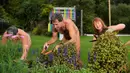 June Campbell-Teng (kiri), Brent Anderson (tengah) dan Robyn Beach memangkas tanaman saat berpartisipasi dalam World Naked Gardening Day di Wellington Naturist Club di Upper Hutt, Wellington , Selandia Baru (5/5). (AFP Photo/Marty Melville)