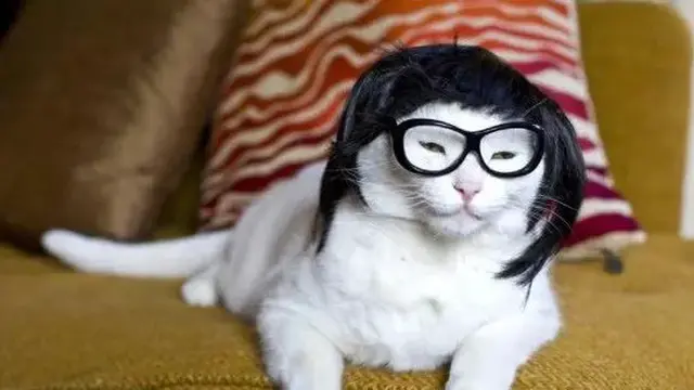 Tak Kalah Trendi, Ini 6 Gaya Rambut Kucing yang Bikin Ngakak