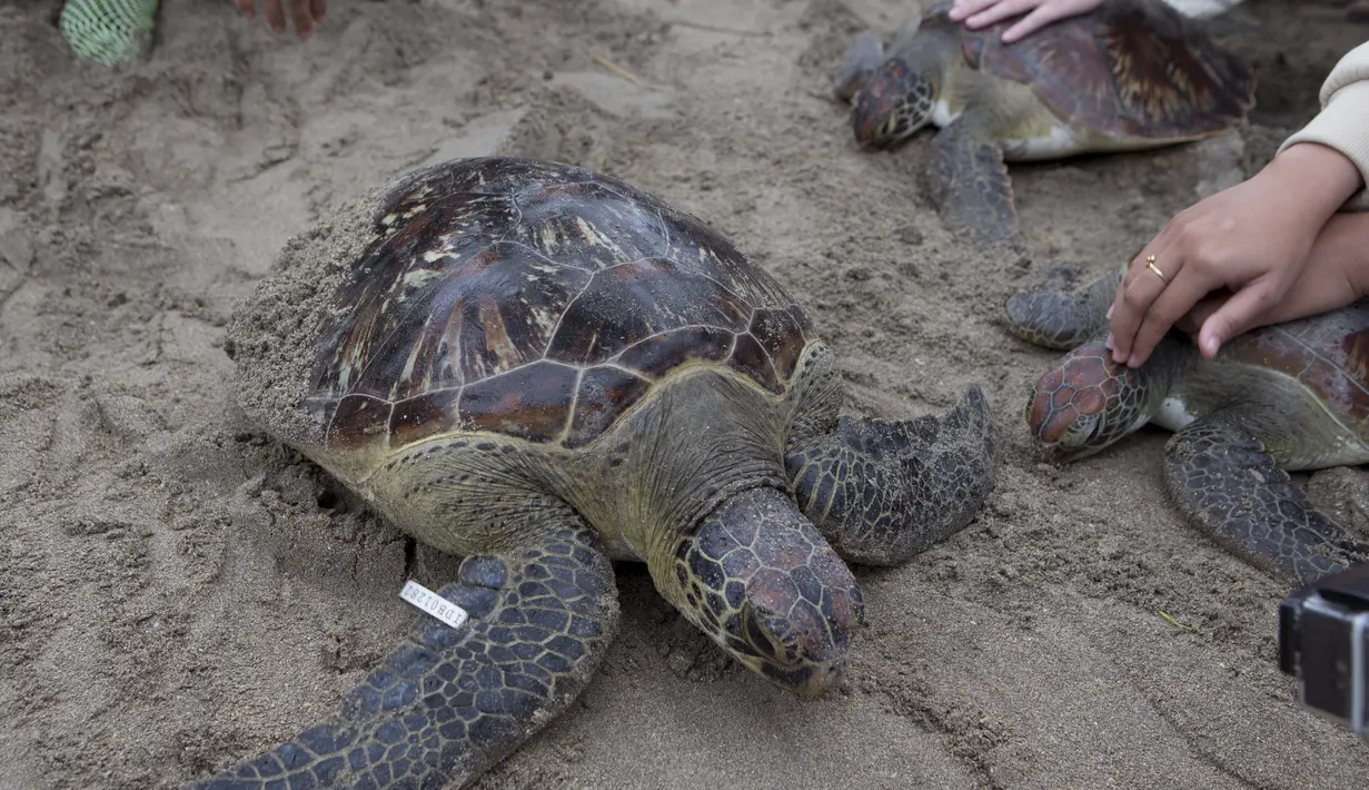 Penyu Hijau (Chelonia mydas) merangkak perlahan sebelum dikembalikan menuju laut di pantai Kuta, Bali, Sabtu (8/1/2022). Dengan bantuan relawan, TNI AL melepaskan 32 penyu hijau yang mereka sita dalam upaya penyelundupan di perairan pulau wisata Desember 2021 lalu. (AP Photo/Firdia Lisnawati)