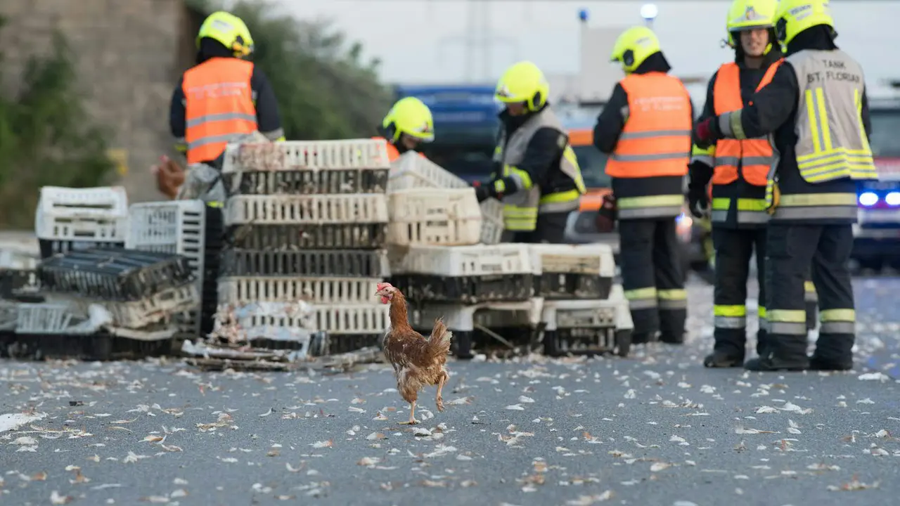 Kecelakaan Truk Unggas, Ratusan Ayam Lepas ke Jalan
