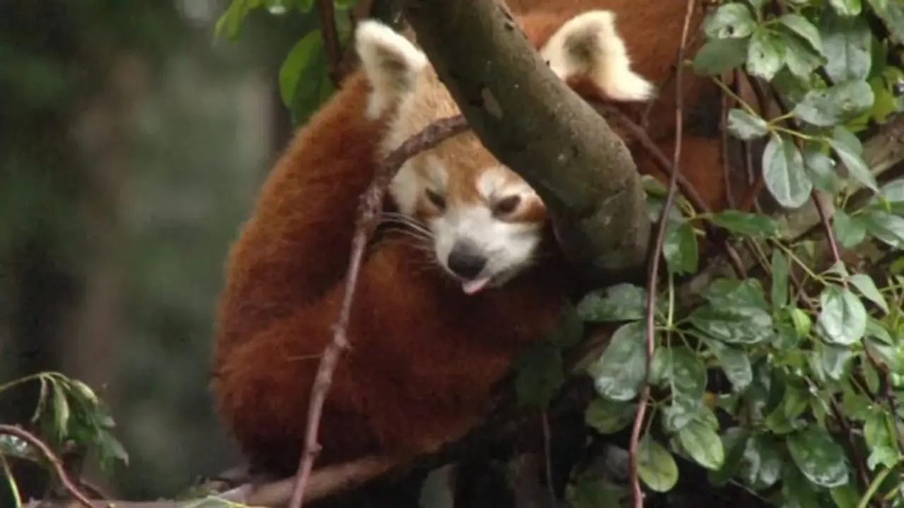 Panda Merah Hilang, Kebun Binatang dan 'Fans' Kelimpungan