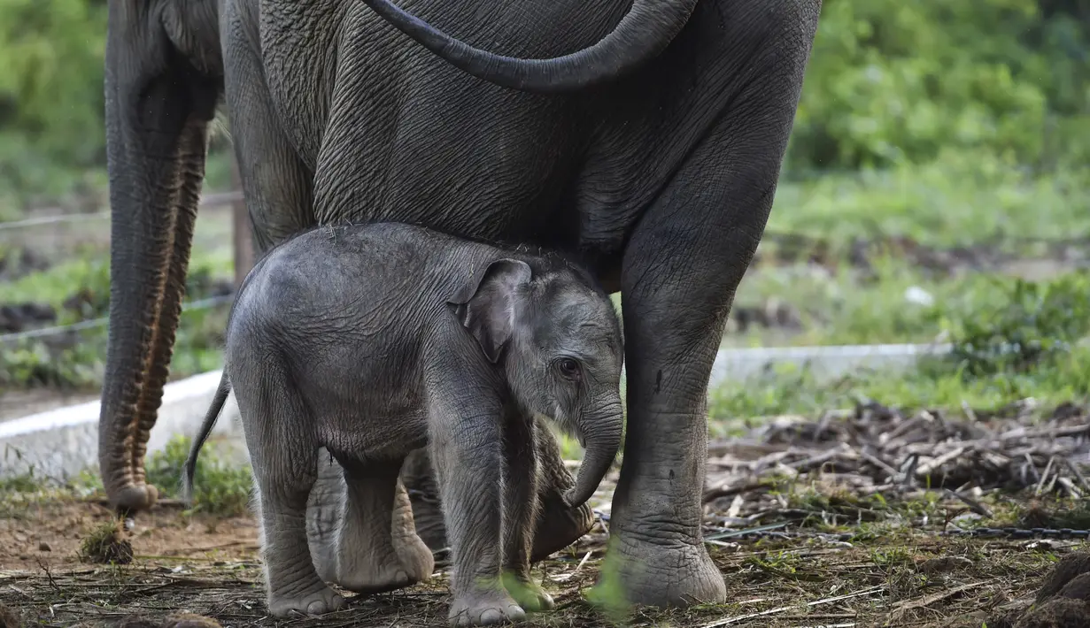 Bayi gajah sumatera yang baru lahir meminta ibunya bernama Suci (30 tahun) untuk menyusui di Unit Respons Konservasi Alue Kuyun di Meulaboh, provinsi Aceh (27/7/2019). Bayi gajah betina tersebut memiliki berat 70 kilogram, panjang 100 cm dan tinggi 90 cm. (AFP Photo/Chaideer Mahyuddin)