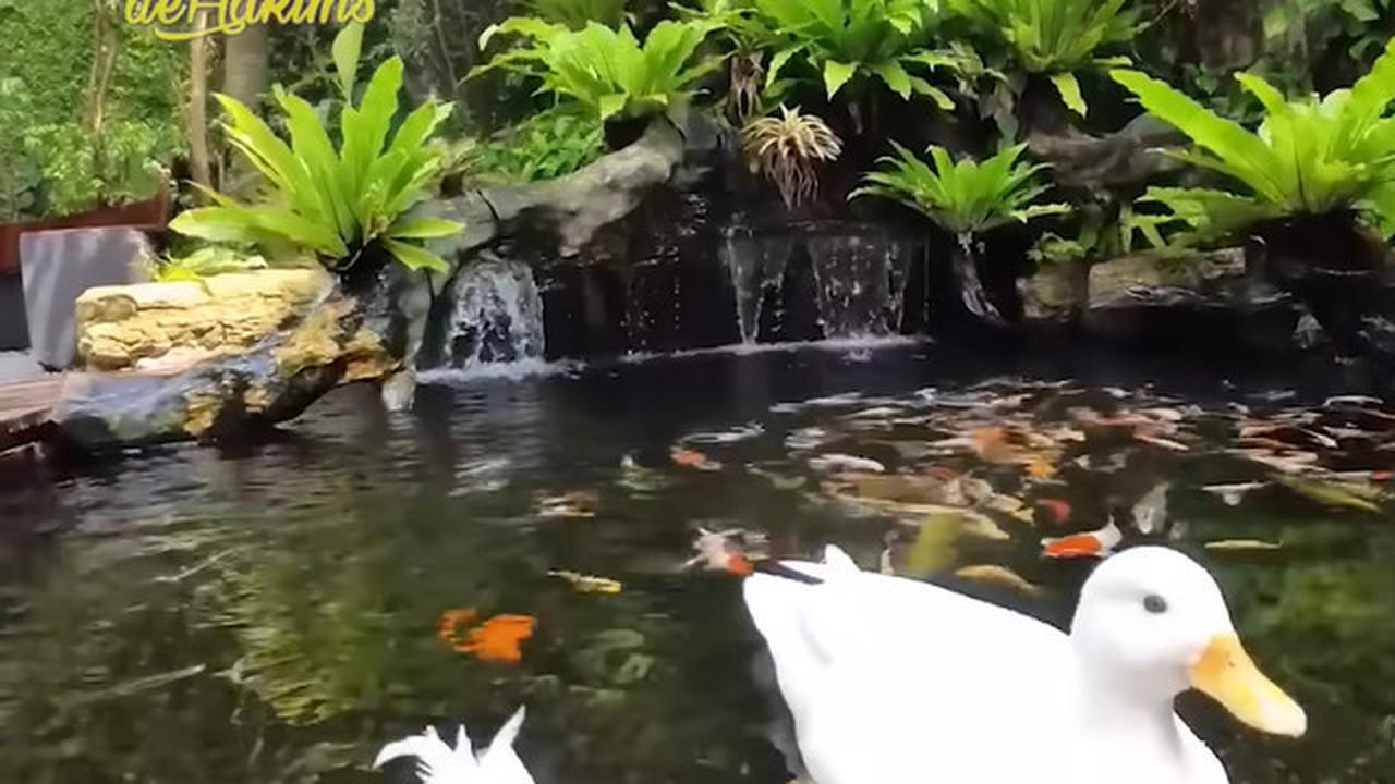 7 Potret Kolam Ikan di Rumah Irfan Hakim, Ada yang di Tengah Tangga