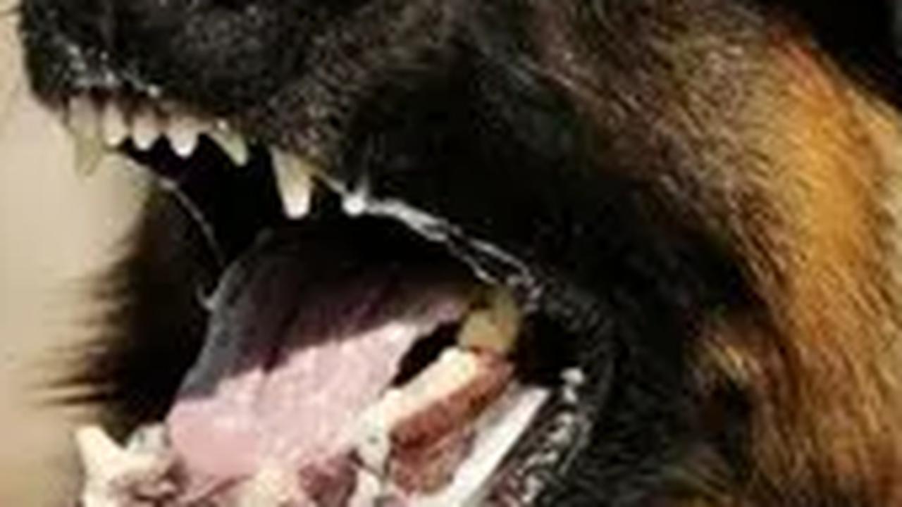 Warga Inhil Riau Meninggal Usai Digigit Anjing Rabies