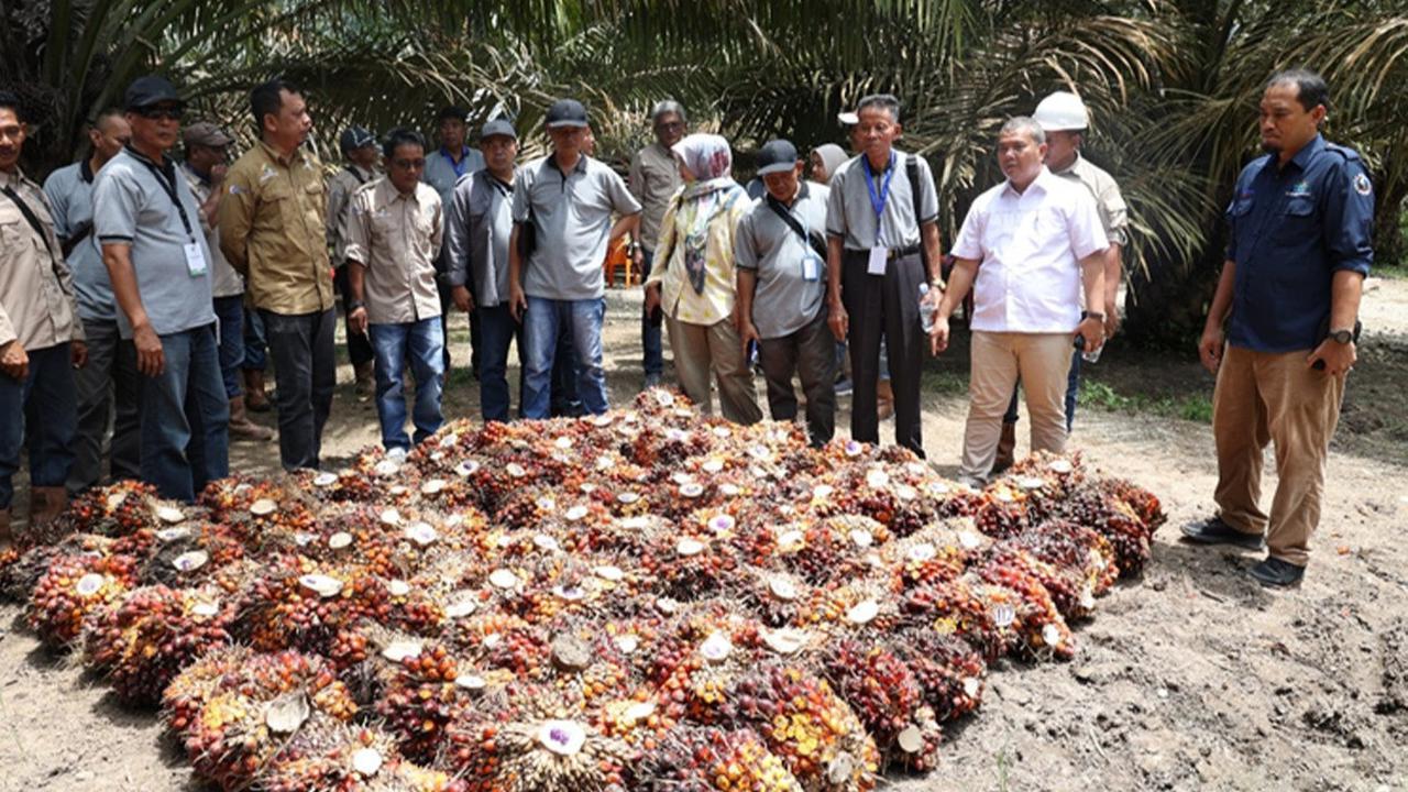 PTPN IV PalmCo Integrasikan Rantai Pasok Kelapa Sawit Berkelanjutan