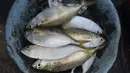 Ikan hasil tangkapan nelayan tradisional di Pelabuhan Cilincing, Jakarta, Selasa (1/3/2022). Sejumlah komoditas ikan laut di pasaran mengalami kenaikan harga hingga 5 persen disebabkan cuaca buruk di laut dalam sepekan terakhir sehingga nelayan berhenti melaut sementara. (merdeka.com/Imam Buhori)