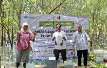 Bukan Sekadar Pohon Buah, Rehabilitasi Mangrove ANTARA di Lampung Timur Jaga Ekosistem dan Cegah Abrasi