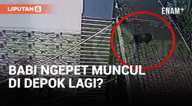 Geger! Penampakan Diduga Babi Ngepet di Depok!