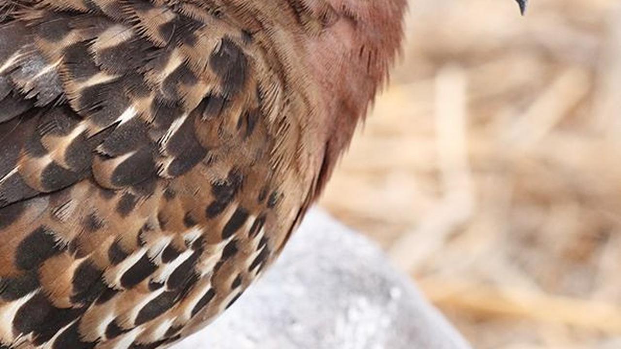 3. Burung Dara yang Tak Bisa Terbang<br>