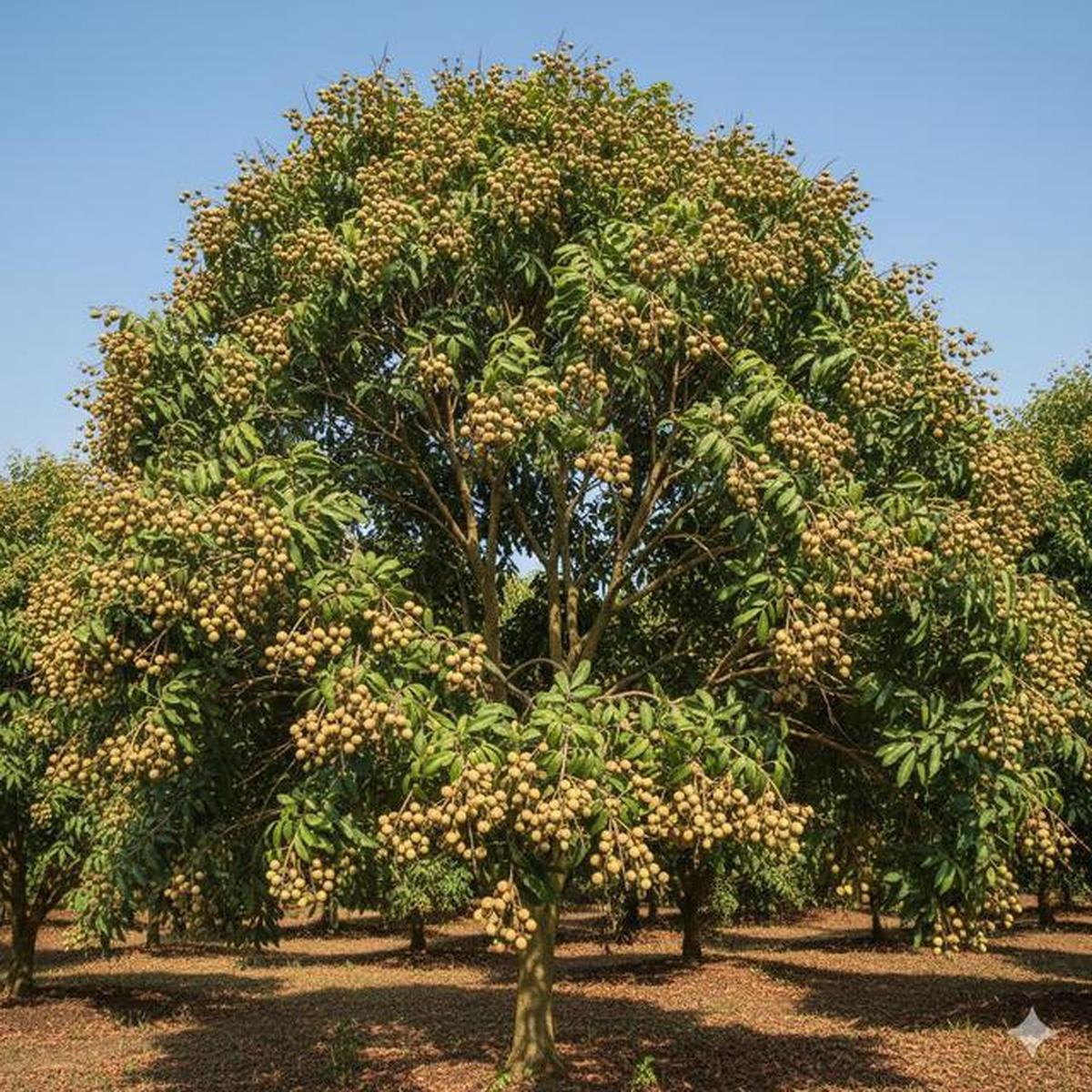 Pohon Buah untuk Rumah Cluster dengan Lahan Terbatas, Pilihan untuk yang Hobi Berkebun
