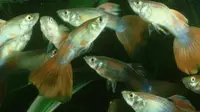 Ikan yang jika di Indonesia dikenal sebagai ikan cere ini, ternyata mampu melakukan proses berkembang biak bahkan setelah ia mati.