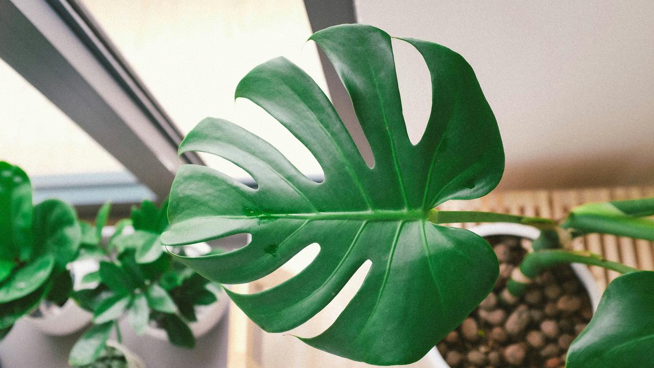 Tanaman monstera deliciosa